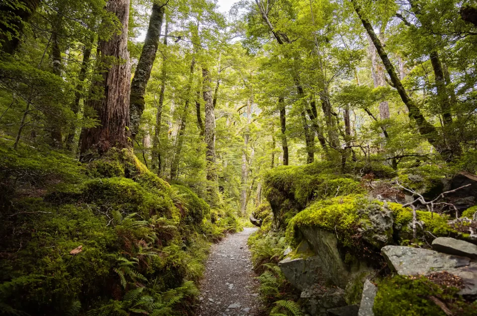 Top 7 des randonnées du Parc national du Fiordland