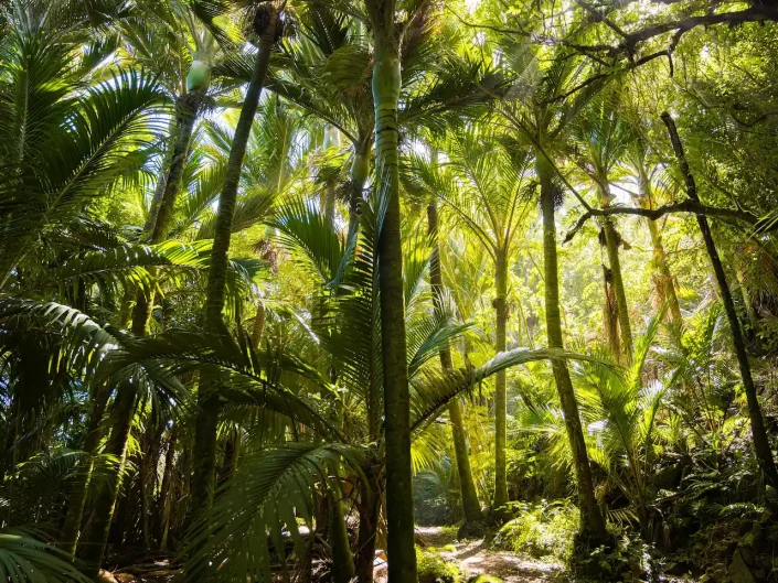 Palmiers Nikau - Heaphy Track, West Coast