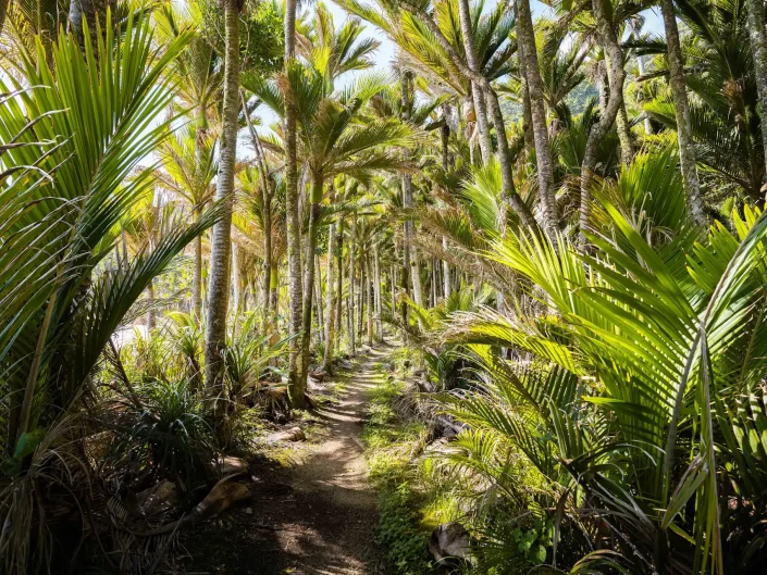 Palmiers Nikau - Heaphy Track, West Coast