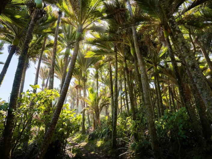 Palmiers Nikau - Heaphy Track, West Coast
